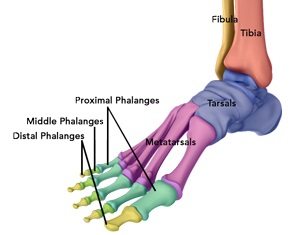 Anatomy of the Foot & Ankle